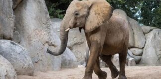 Elefante africano caminando en Bioparc Valencia