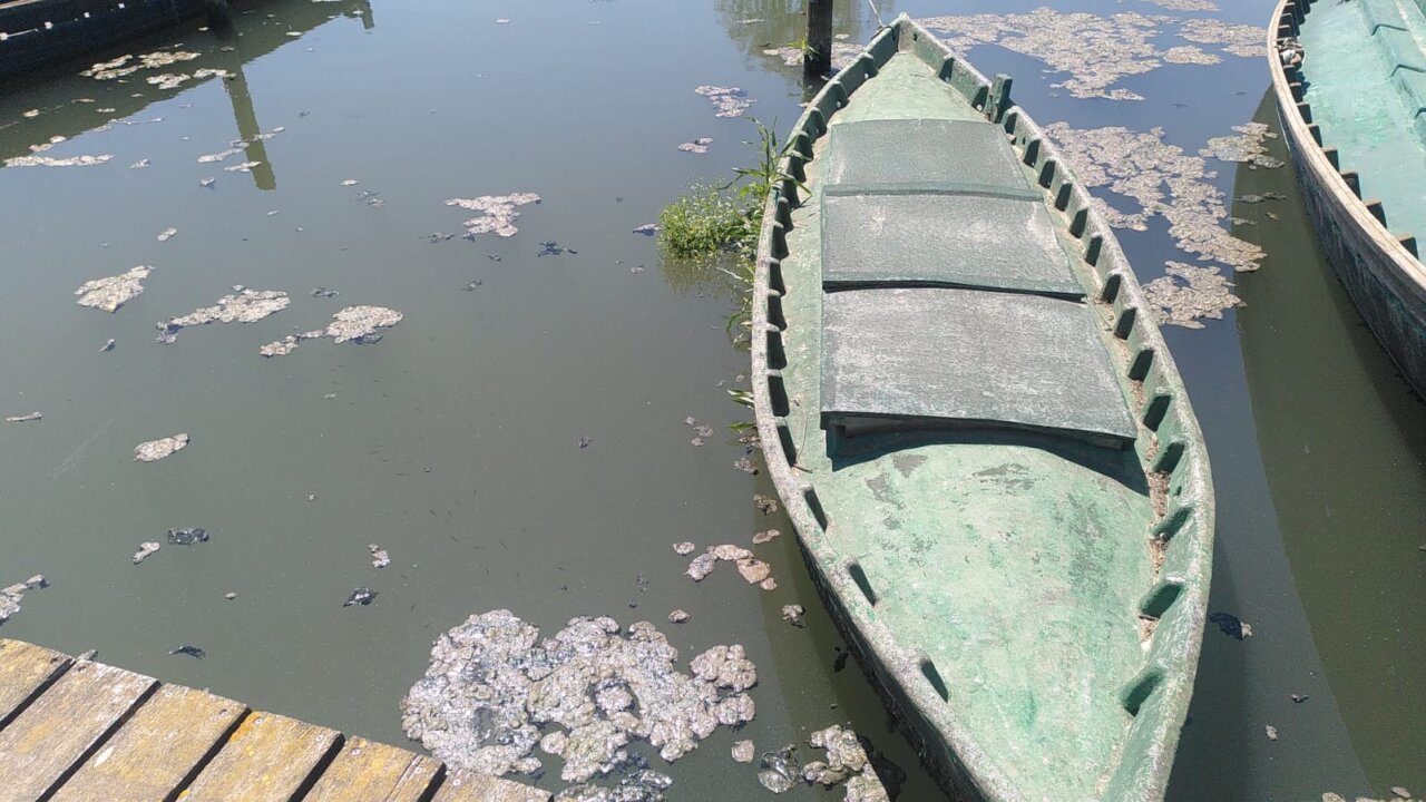Botes en la Albufera con aguas residuales tras la DANA