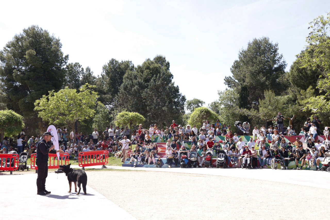 Perro policía realizando una demostración ante un público entusiasta en Mislata.