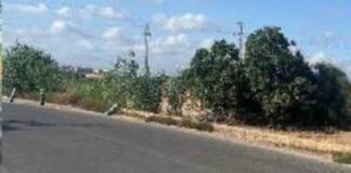 Camino rural en Picanya con vegetación y cielo despejado