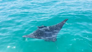 Ejemplar de manta nadando en aguas del Mediterráneo