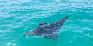 Ejemplar de manta nadando en aguas del Mediterráneo