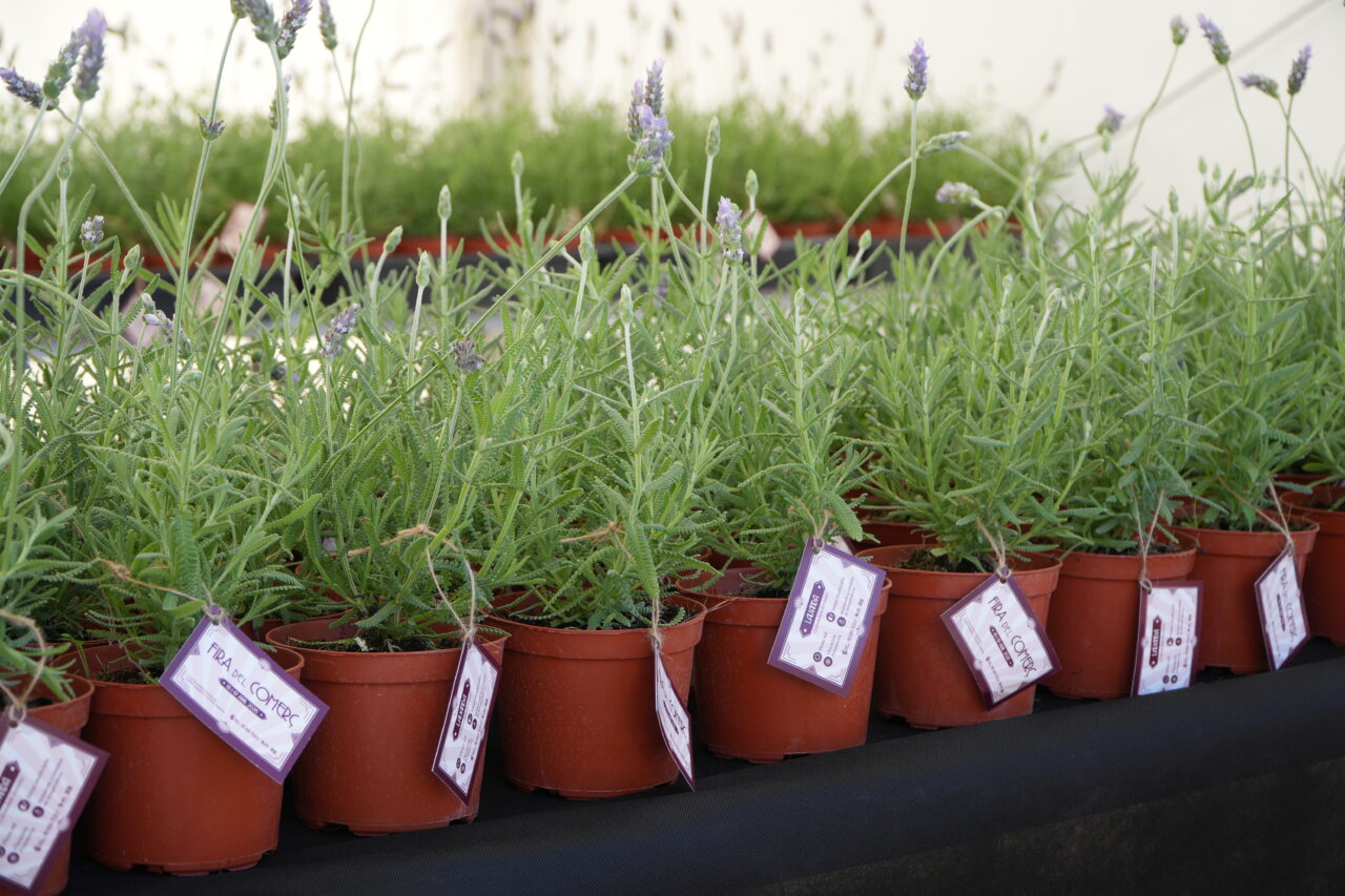 Plantas en macetas con etiquetas en un evento de Quart de Poblet