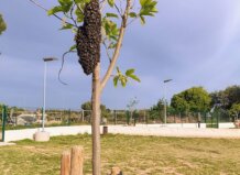 Enjambre de abejas en un árbol en Alaquàs