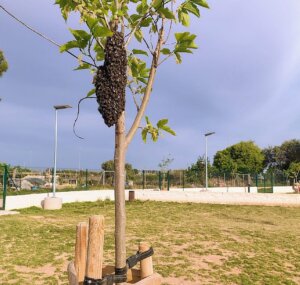Enjambre de abejas en un árbol en Alaquàs