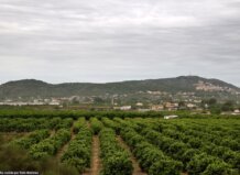 Vista de la Serra Perenxisa con cultivos en primer plano