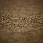 Granos de arroz en una superficie mostrando textura y color