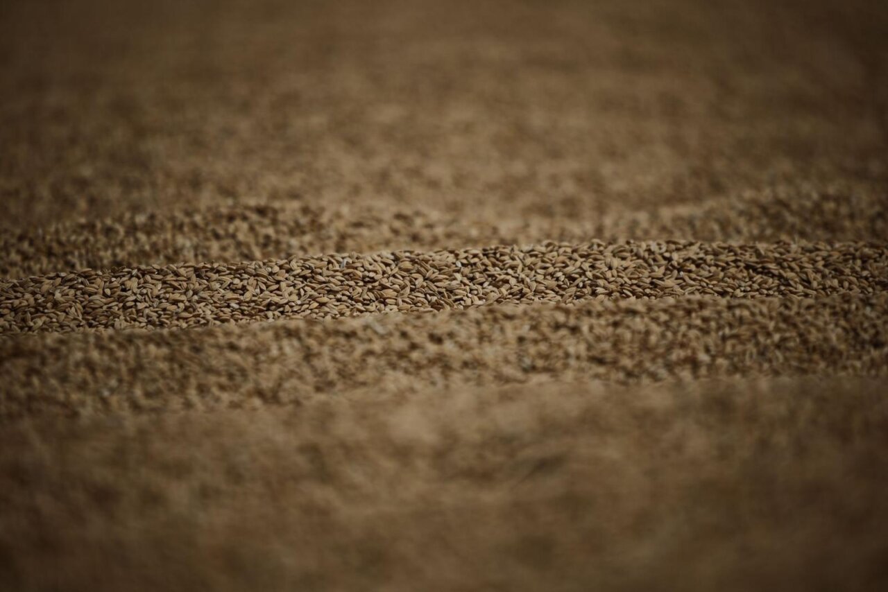 Granos de arroz en una superficie mostrando textura y color