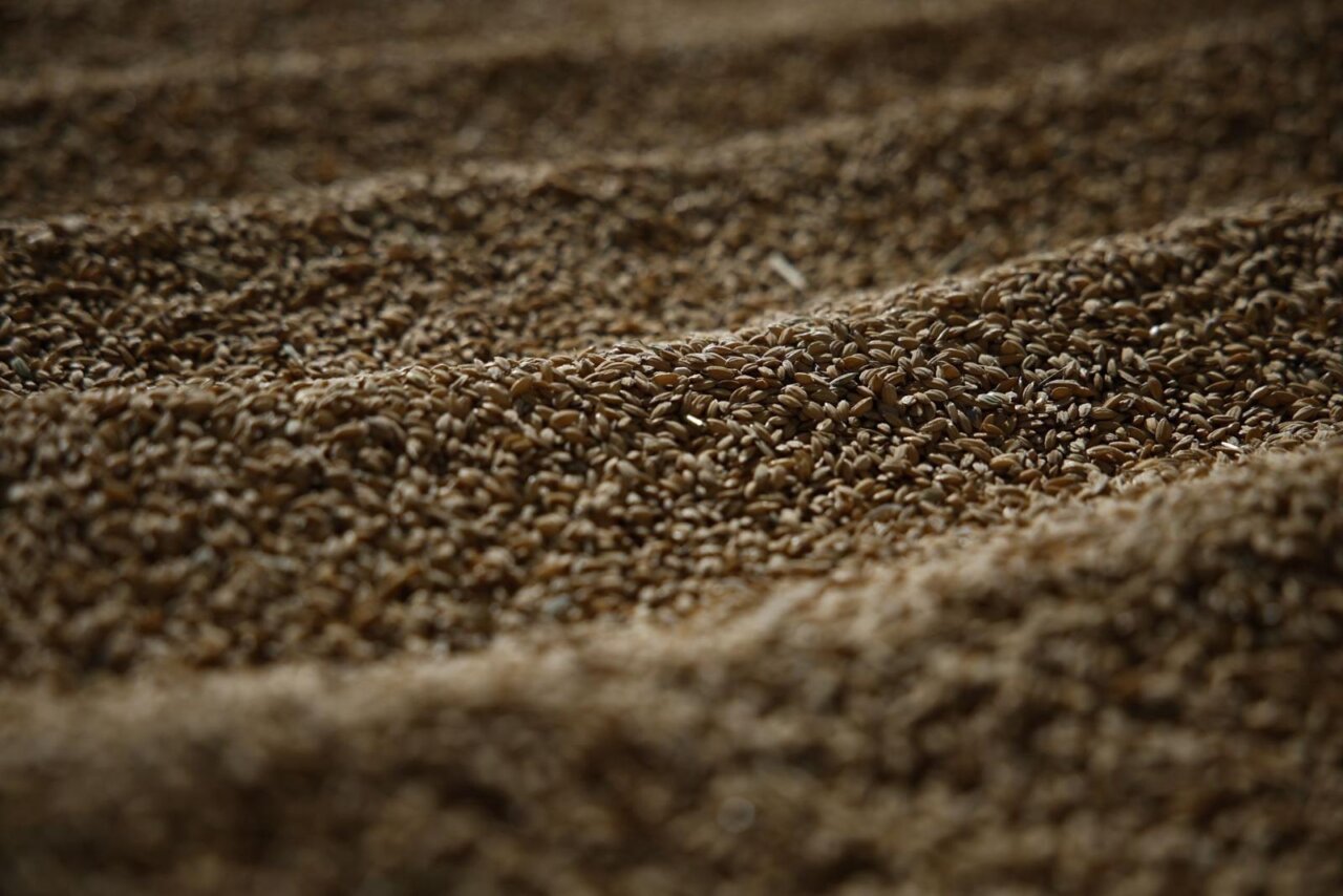 Granos de arroz en la novena edición del TastArròs en València