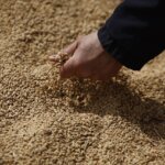 Mano sosteniendo granos de arroz en un campo