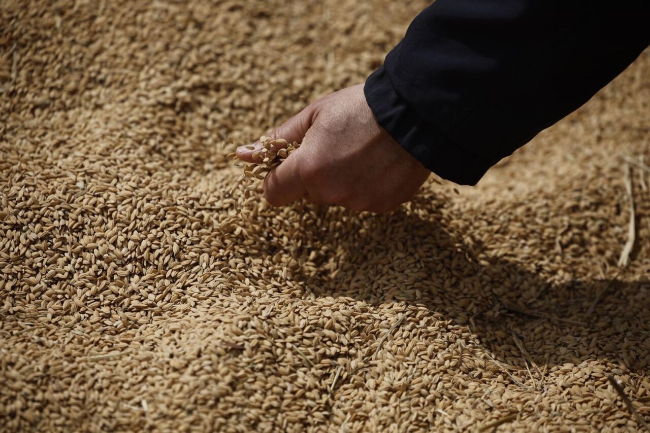 Mano sosteniendo granos de arroz en un campo