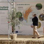 Persona caminando frente a un panel informativo sobre el arroz en València