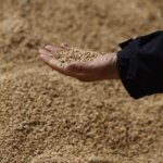 Mano sosteniendo arroz sobre un fondo de granos de arroz