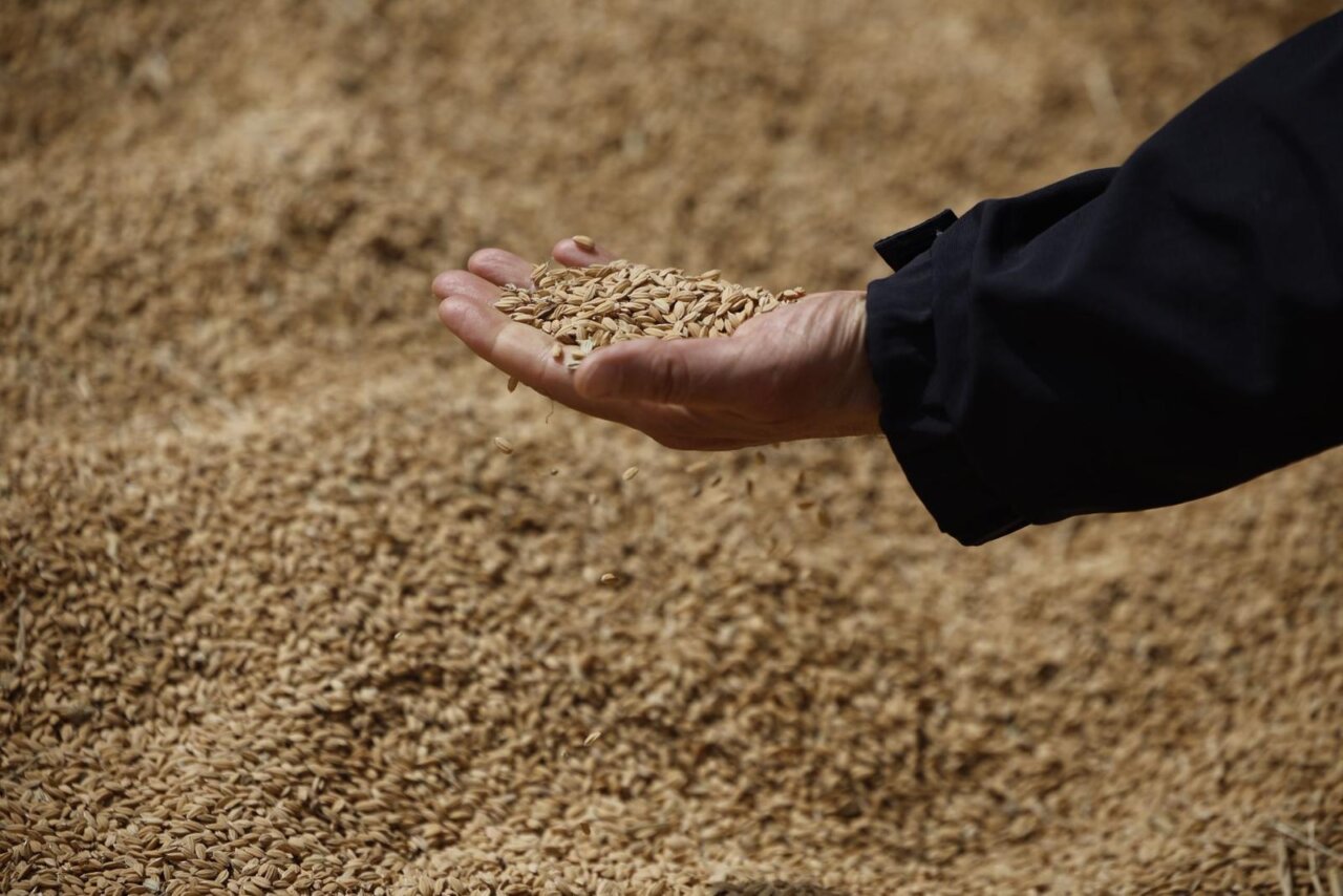 Mano sosteniendo arroz sobre un fondo de granos de arroz