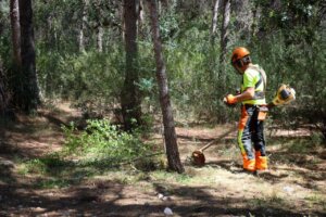 El Ayuntamiento de Torrent refuerza el mantenimiento forestal para prevenir incendios.