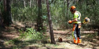 El Ayuntamiento de Torrent refuerza el mantenimiento forestal para prevenir incendios.