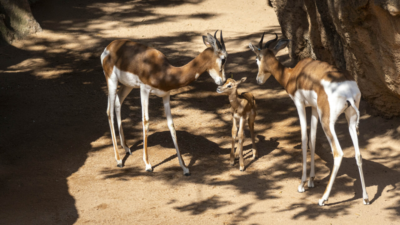 Gacelas Mhorr en Bioparc València con una cría recién nacida