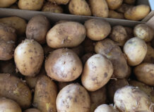 AVA-ASAJA pide priorizar el consumo de patata nueva de l'Horta de València Cajas de patatas nuevas de l'Horta de València recién cosechadas