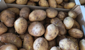 Cajas de patatas nuevas de l'Horta de València recién cosechadas
