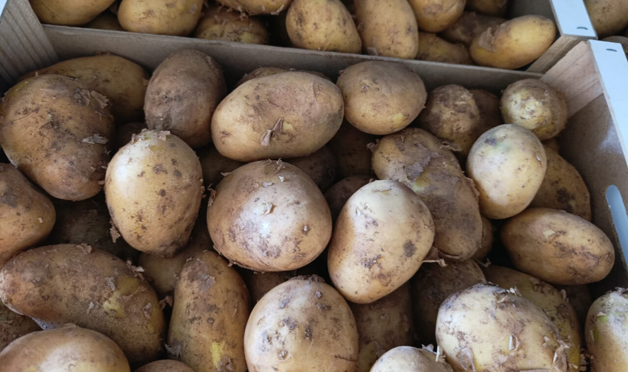 Las primeras patatas nuevas de la temporada de l'Horta de València.