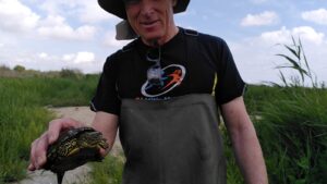 tortuges albufera Acció Ecologista-Agró