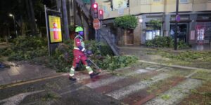 Los bomberos intervienen en Torrent por la caída de un árbol de grandes dimensiones en la avenida del Vedat