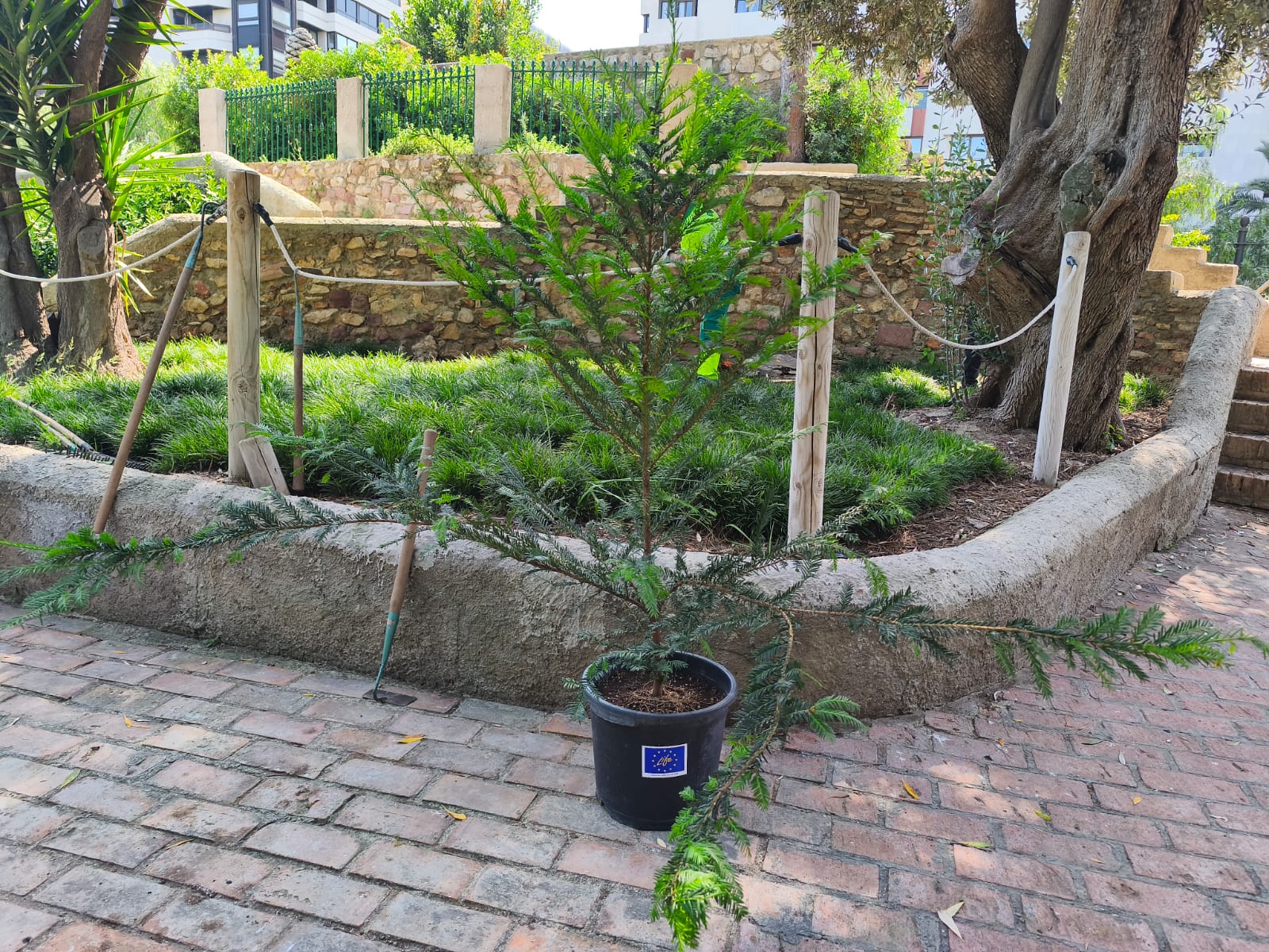 La Generalitat y el Ayuntamiento de València colaboran para recuperar el tejo en los Jardines del Real