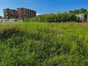 maleza junto a la Ronda Norte de Benimaclet