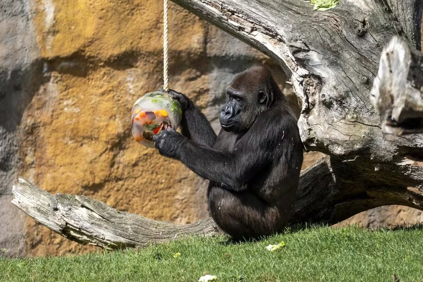 Helados gigantes, baños de barro y lluvia artificial: BIOPARC València activa su plan estival para refrescar a sus animales