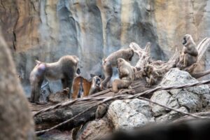 Nace en Bioparc Valencia uno de los primates africanos en mayor peligro de extinción