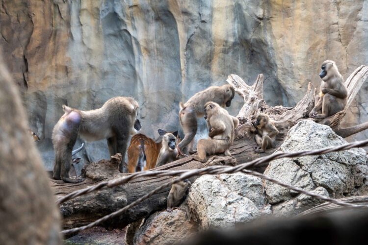 Nace en Bioparc Valencia uno de los primates africanos en mayor peligro de extinción