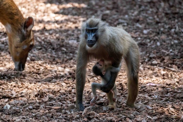 Nace en Bioparc Valencia uno de los primates africanos en mayor peligro de extinción