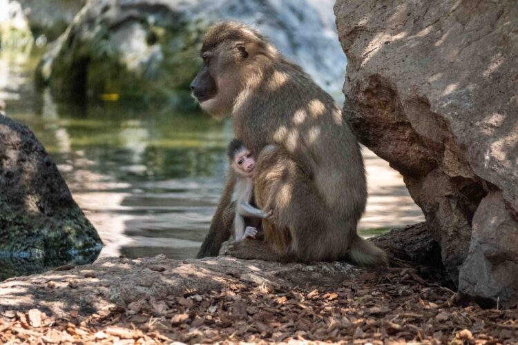 Nace en Bioparc Valencia uno de los primates africanos en mayor peligro de extinción
