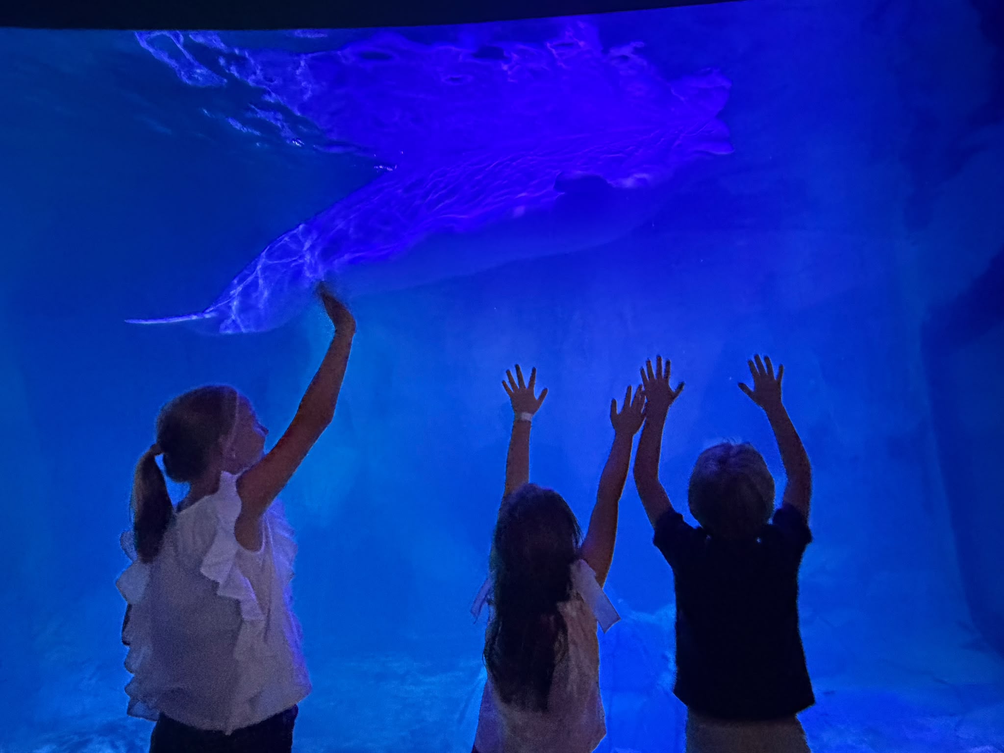 El Oceanogràfic de Valencia ha acogido este domingo a más de 1.200 personas en el 60.º Aniversario de AVAFAM