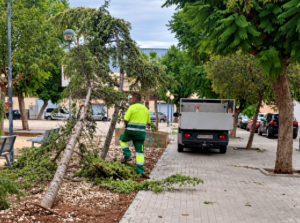 arbol-caido-Bonrepos-i-Mirambell