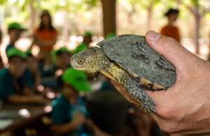 La Generalitat logra el nacimiento de 61 crías de tortuga de estanque en el Marjal dels Moros para proteger la especie