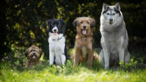 Mascotas-animales-perros-adopción