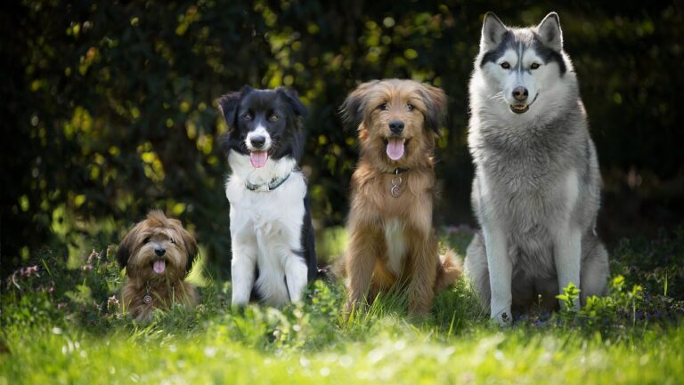 Mascotas-animales-perros-adopción
