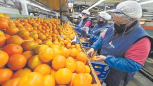 empleo-cooperativa-de-naranjas