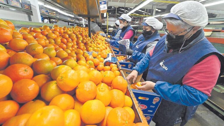 empleo-cooperativa-de-naranjas
